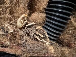 Mini Morris 850 Restauración